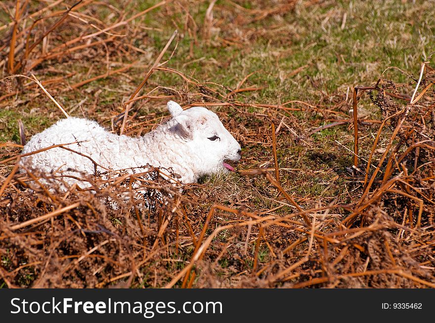 A newborn spring lamb resting on open moorland in the UK.