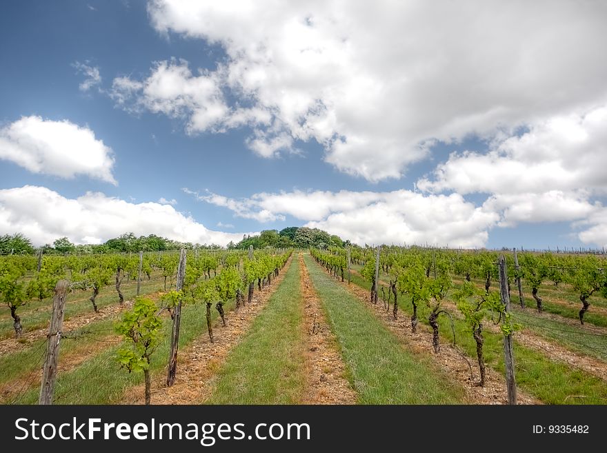 Rows of cultivated grape vines in a vineyard on a hill.