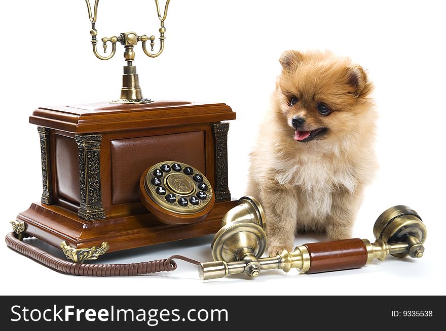 Puppy of a spitz-dog with phone