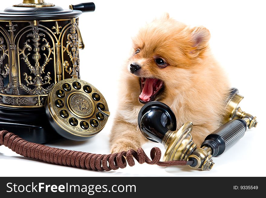 Puppy of a spitz-dog with phone in studio