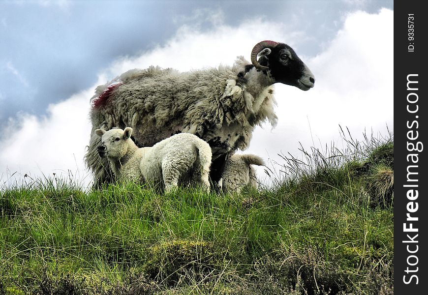 Portrait of female sheep with her lambs - with cloudy sky background and rough meadow grass foreground. Portrait of female sheep with her lambs - with cloudy sky background and rough meadow grass foreground