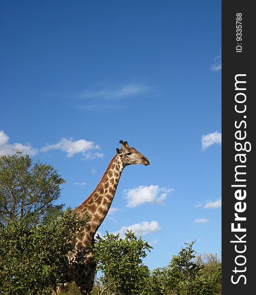 A lone giraffe walking in the Kruger park in South Africa. Made a portrait shot of it.