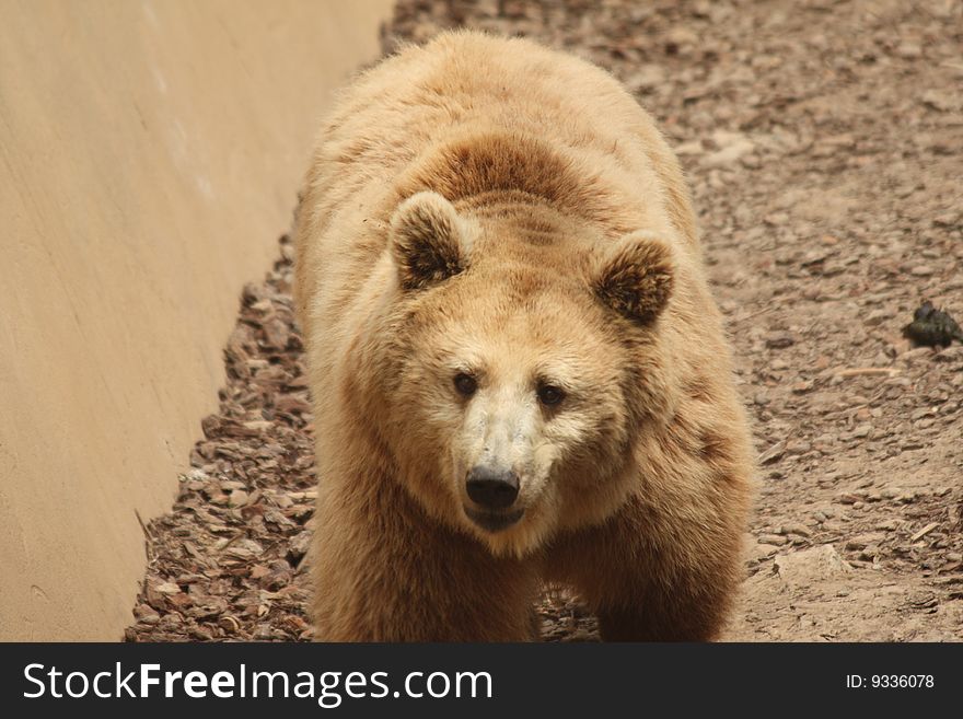 Bear in italian animal parc