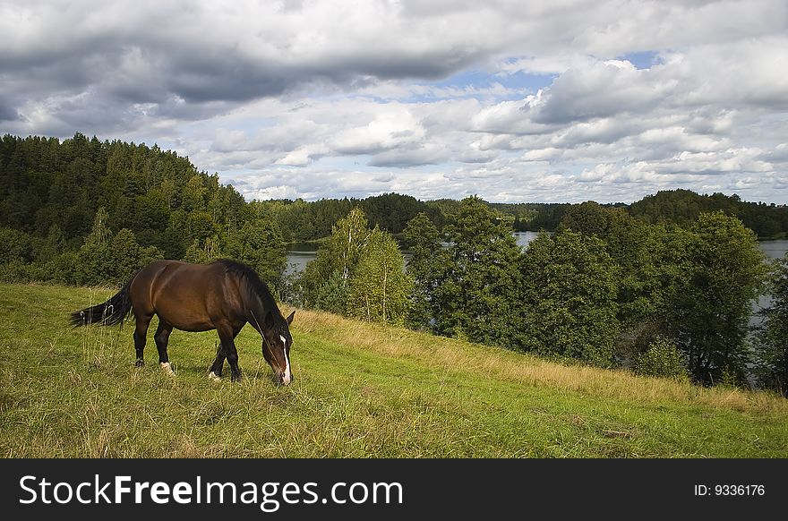 Bay horse grazing on a meadow near lake and forest in sunny day with many clouds on the sky. Bay horse grazing on a meadow near lake and forest in sunny day with many clouds on the sky