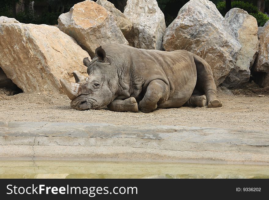 Rhino which is tired on the ground and thinks