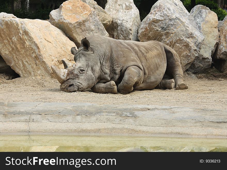 Rhino which is tired on the ground and thinks