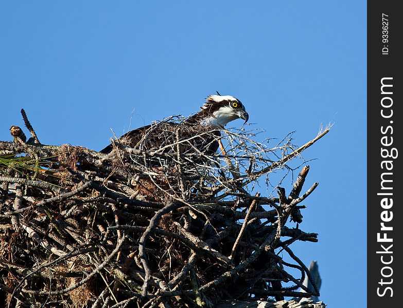 The osprey (pandion haliaetus) is sometimes referred to as the fish hawk or fish eagle.