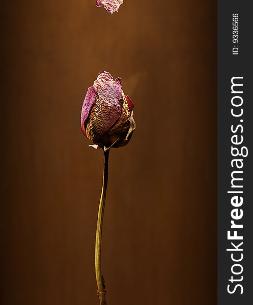 Dry rose on a brown background