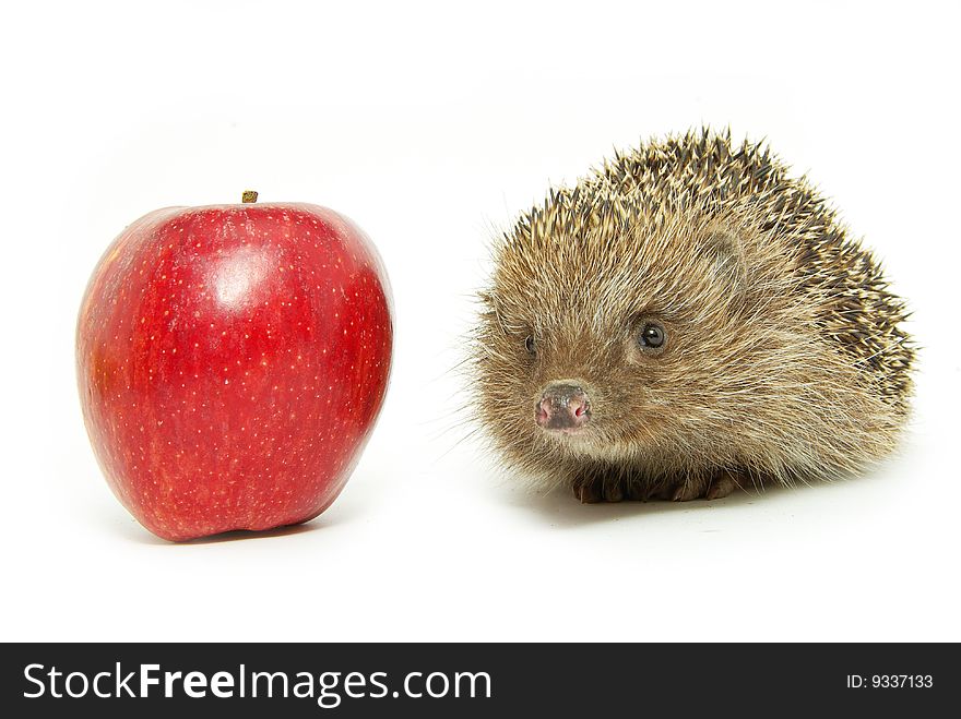 Apple and hedgehog isolated on white