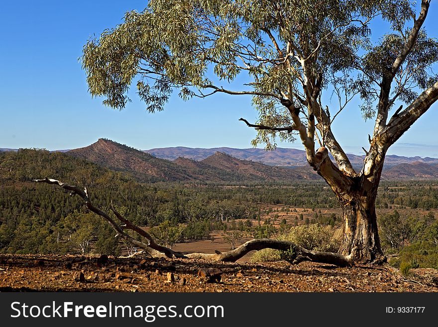 From the Flinders Ranges in South Australia looking over the Three Sisters painted by Hans Heysen