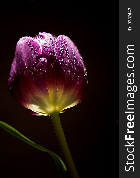 Lavendar Tulip with Dew Drops