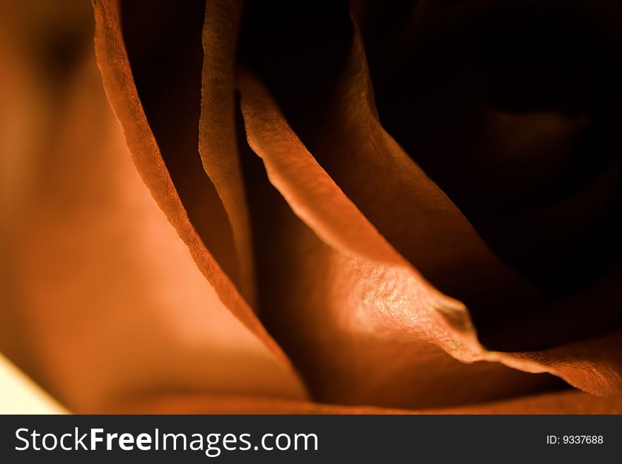 Close up on the pellets of a red rose. Close up on the pellets of a red rose