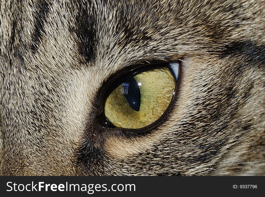 An eye of a domestic cat. An eye of a domestic cat