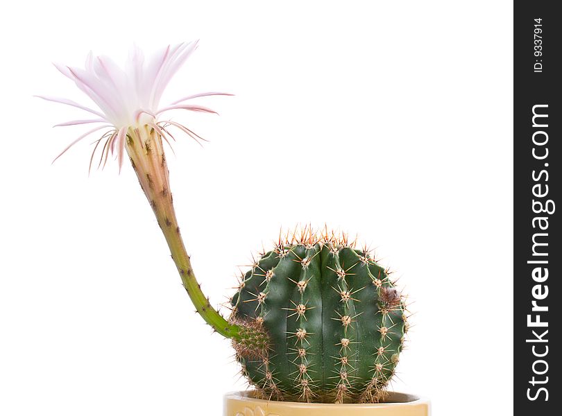 Close-up blossoming cactus with white flower