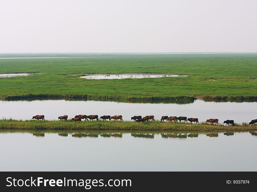 A group of carabaos are walking near the lake