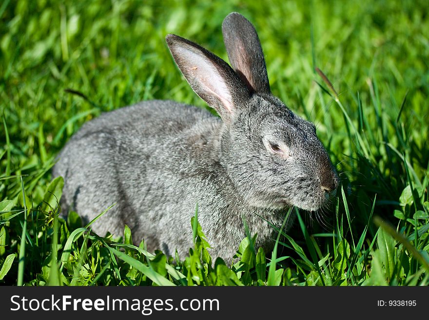 Gray rabbit in green grass. Gray rabbit in green grass