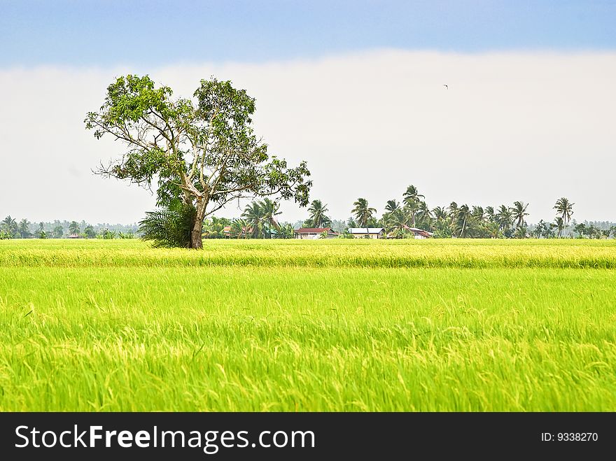 Paddy Field image capture at Sekinchan, Malaysia. Paddy Field image capture at Sekinchan, Malaysia