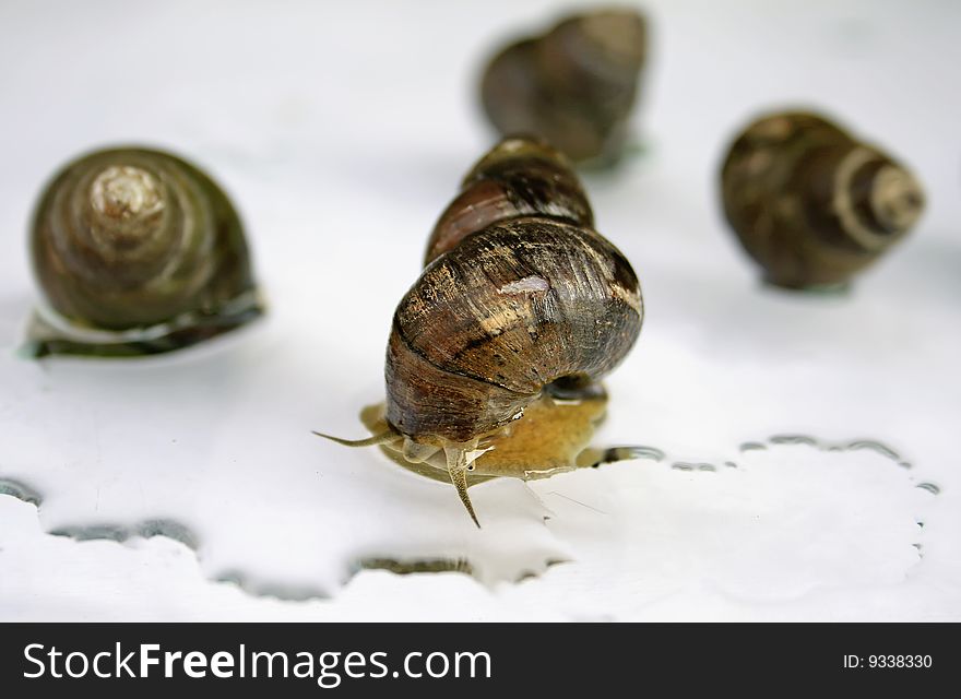 Lake shell on a white background