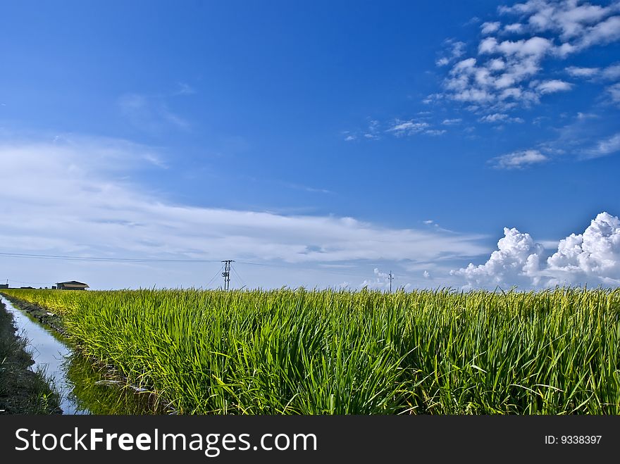 Paddy Field image capture at Sekinchan, Malaysia. Paddy Field image capture at Sekinchan, Malaysia