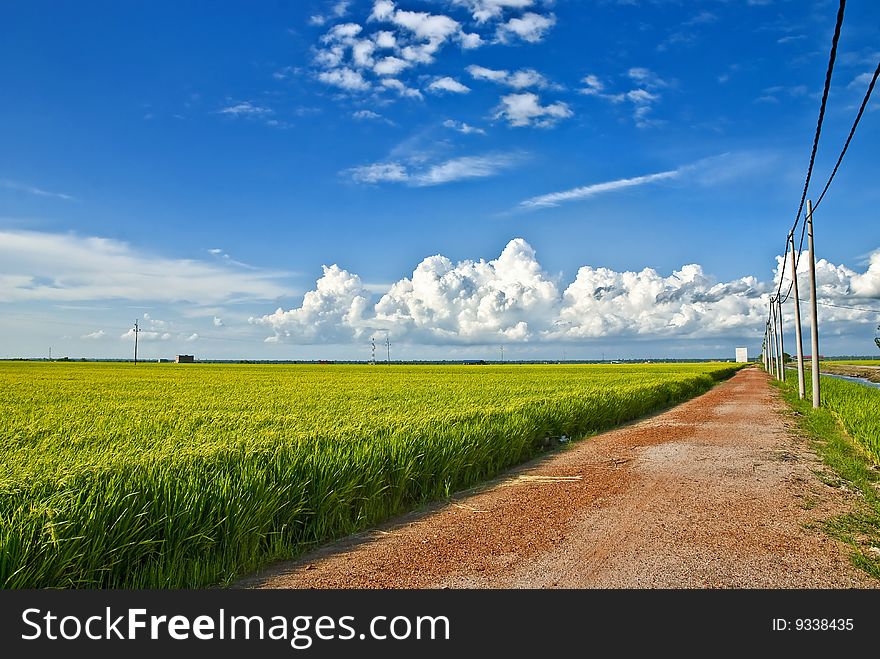 Paddy Field image capture at Sekinchan, Malaysia. Paddy Field image capture at Sekinchan, Malaysia