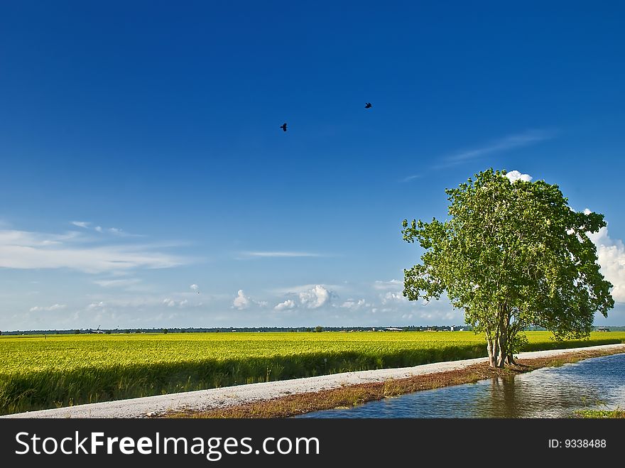 Asia Paddy Field Series 6