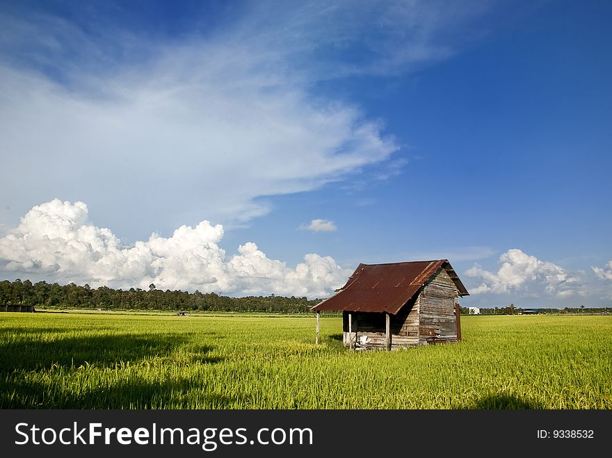 Asia Paddy Field Series 7