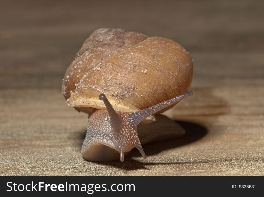 A macro image of a land snail navigating across a board. A macro image of a land snail navigating across a board.