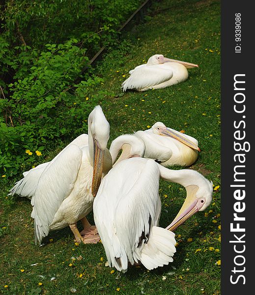 White pelicans cleaning their feathers. Photo taken on 15th of May 2009. White pelicans cleaning their feathers. Photo taken on 15th of May 2009