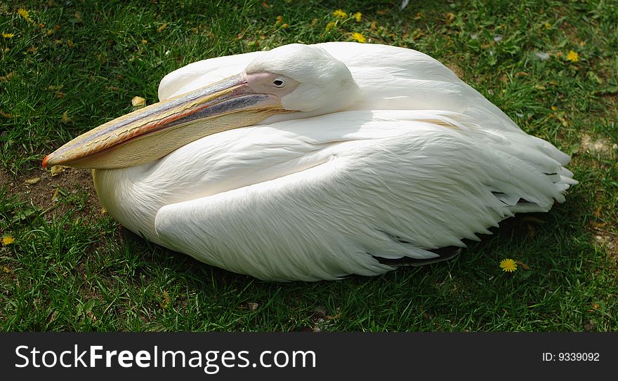 White pelican laying on the grass. Photo taken on 15th of May 2009. White pelican laying on the grass. Photo taken on 15th of May 2009