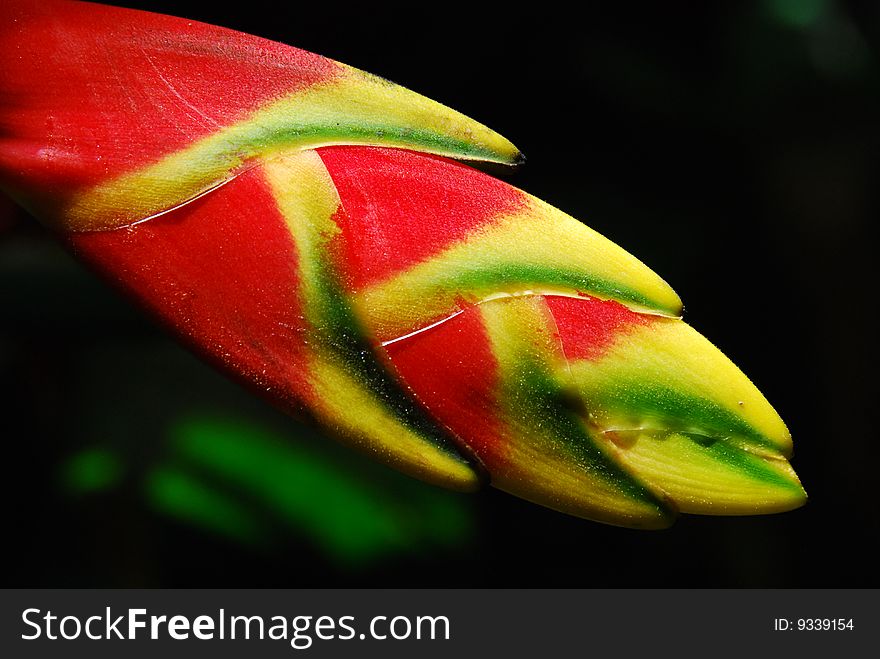 Heliconia - exotic caribbean flower closeup