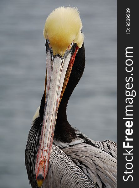 Closeup pelican staring straight ahead