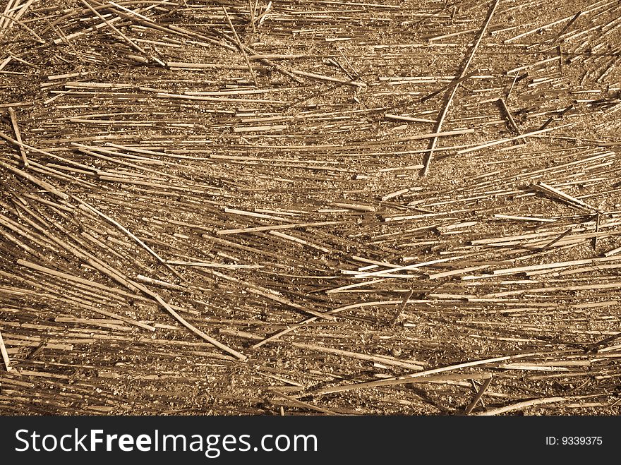 Autumn grass texture