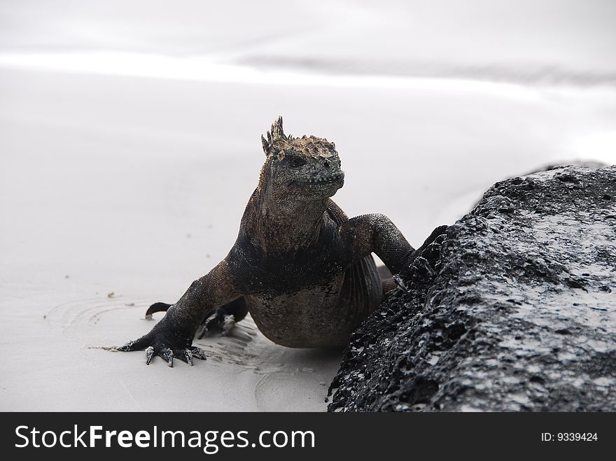 Portrait of staring iguana on sand. Portrait of staring iguana on sand