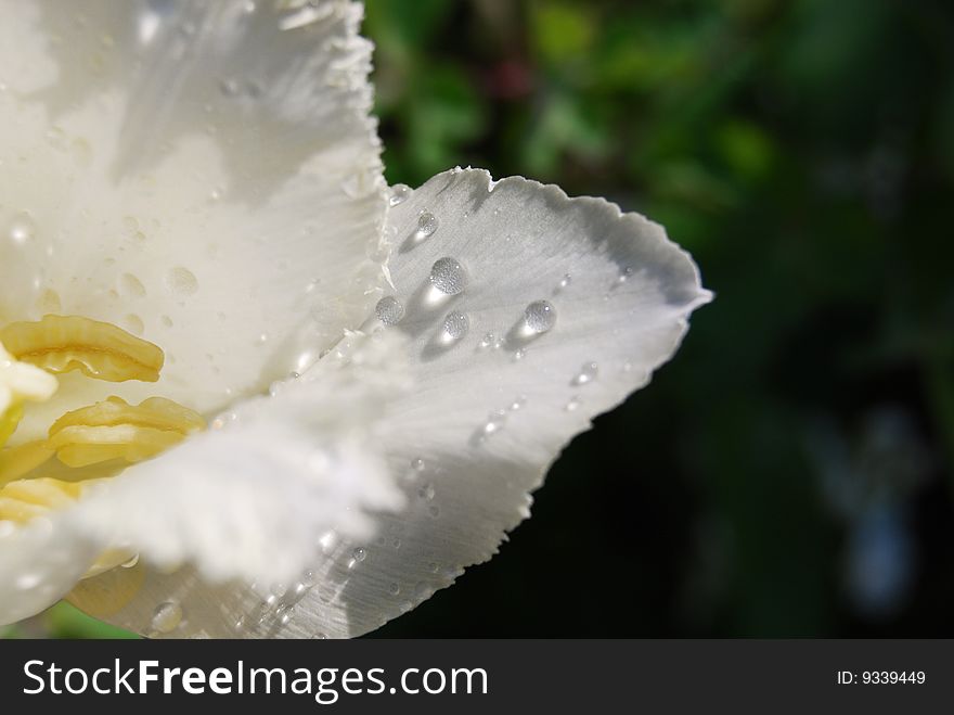 Drops of water on white tulip. Drops of water on white tulip