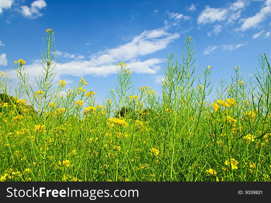 Fresh green and yellow spring field. Fresh green and yellow spring field