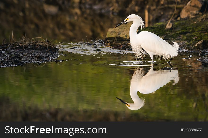 A beautiful Snowy Egret stands still in a stream, reflected in the water, waiting for it`s next meal to appear. A beautiful Snowy Egret stands still in a stream, reflected in the water, waiting for it`s next meal to appear.