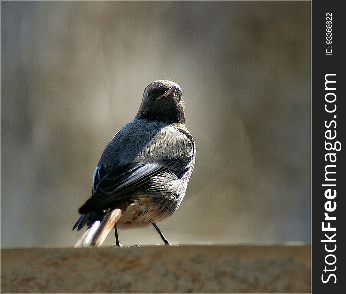 A little bird in the balcony