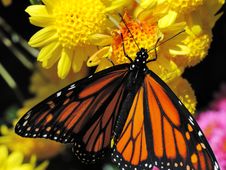 Butterfly (Monarch, Danaus Royalty Free Stock Photos