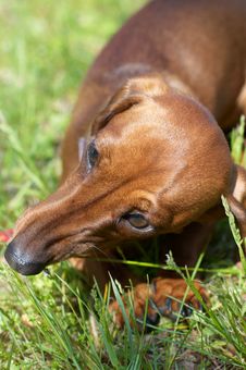 Dachshund Royalty Free Stock Images