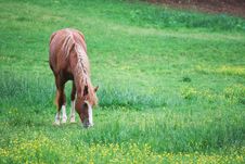 Grazing Horse Stock Image Grazing Horse Stock Image