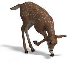 Fawn Royalty Free Stock Photo