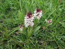 Burnt Orchid Stock Photo Burnt Orchid Stock Photo