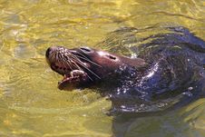 Australian Sea-Lion Eating A Fish Royalty Free Stock Image