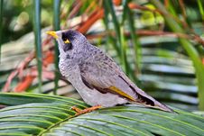 Noisy Miner Bird - Australian Native Honeyeater Stock Photo Noisy Miner Bird - Australian Native Honeyeater Stock Photo