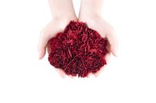 Red Carnation Stock Images Red Carnation Stock Images