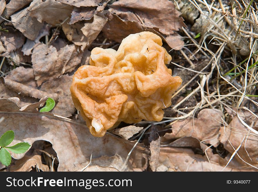 Morel fungus in spring forest