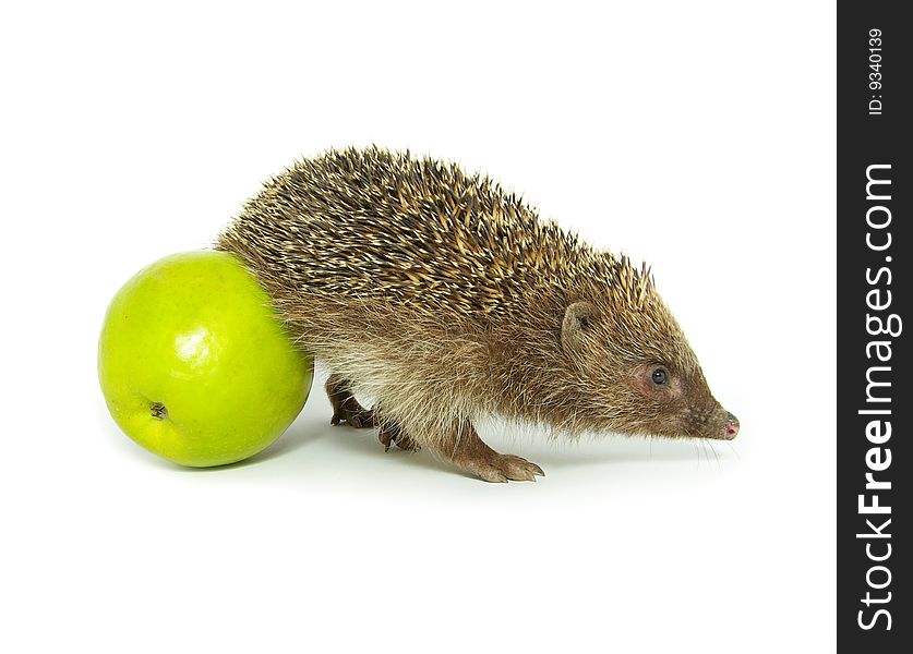 Hedgehog and apple isolated on white