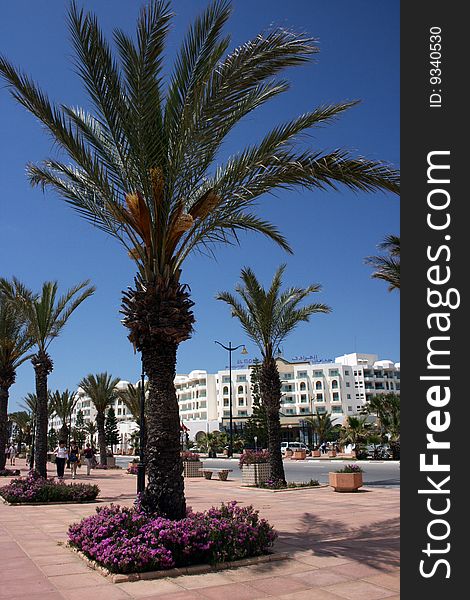 Boulevard with Palm tree in front