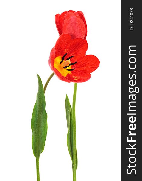 Beautiful red tulips on a white background