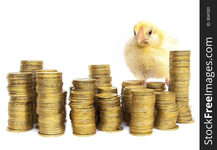 Chicken among yellow coins on a white background. Chicken among yellow coins on a white background